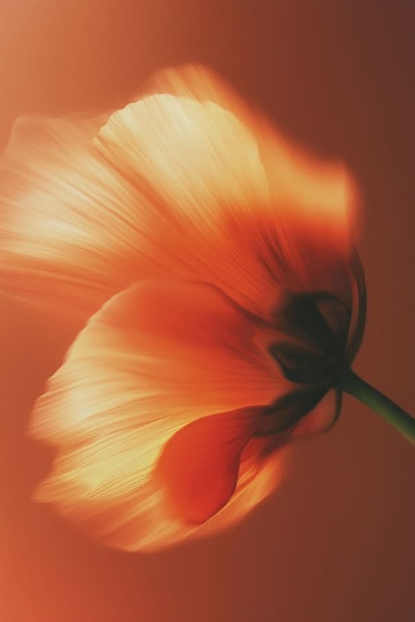 Soft backlit photograph of an orange poppy
